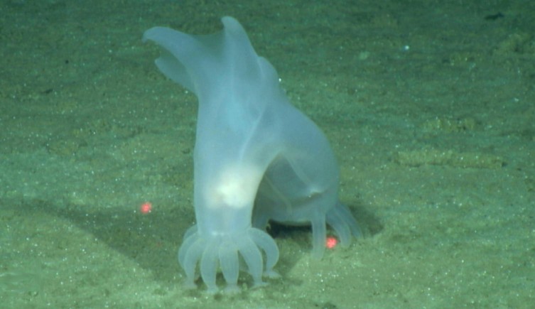 Peniagone vitrea, una de las especies de aguas profundas más antiguas conocidas. Fue descubierta por la expedición Challenger en la década de 1870.