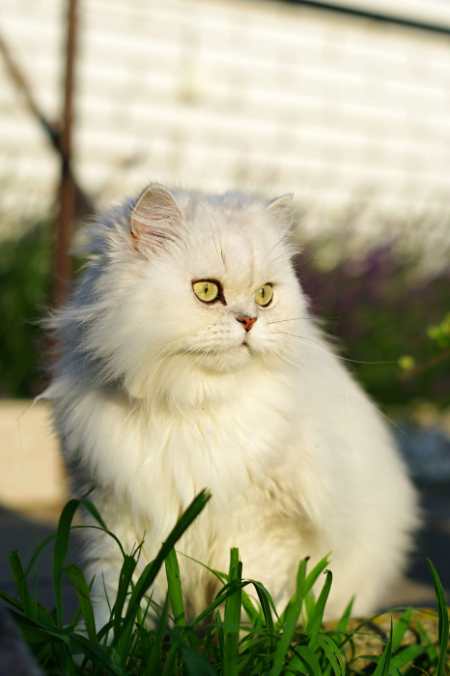 ¿Qué debes saber antes de tener un gato persa en casa?