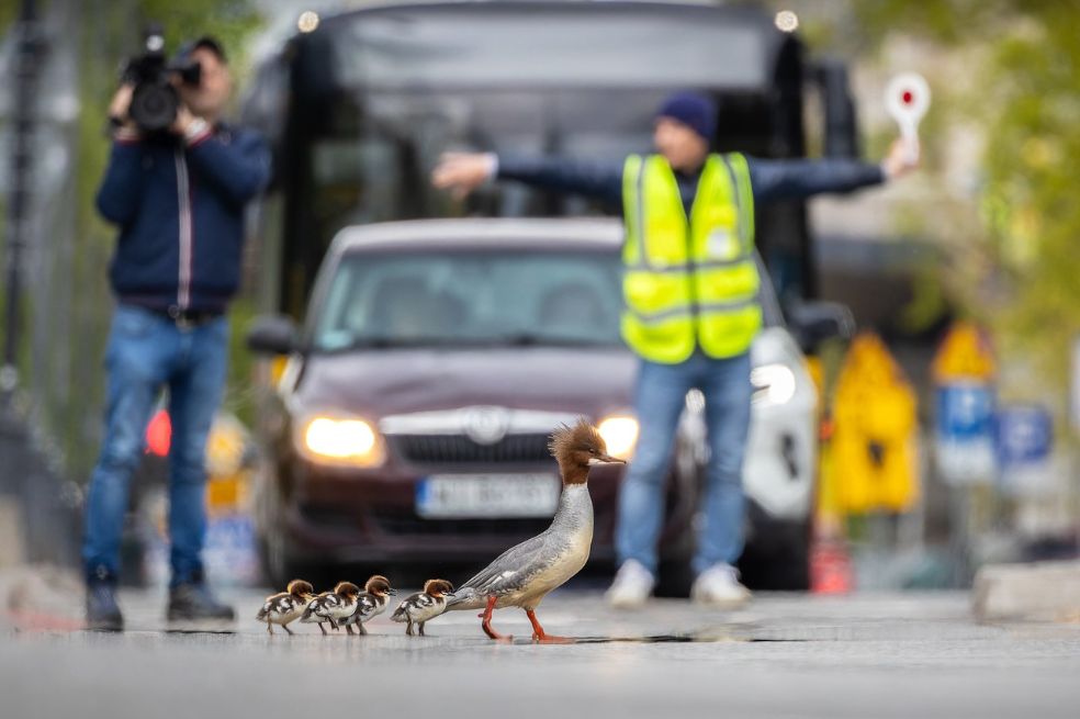 Aves Urbanas: El polaco Grzegorz Długosz fue el ganador con su imagen 'Viaje traicionero'.