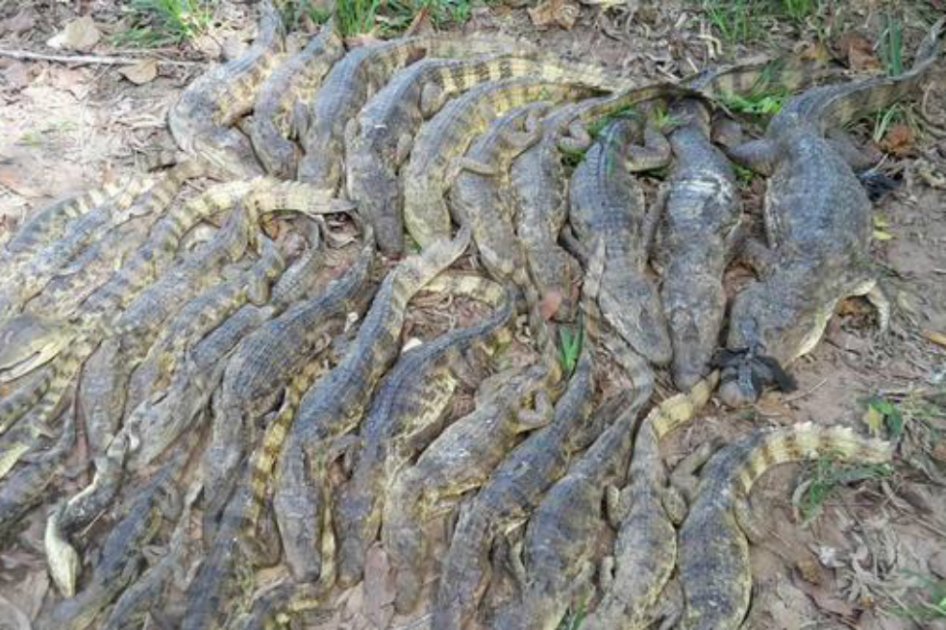 Decomisan 750 babillas que iban a comercializarse en Magdalena