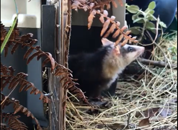 Liberan a 41 animales en Parque Distrital Ecológico Soratama, ubicado en Bogotá