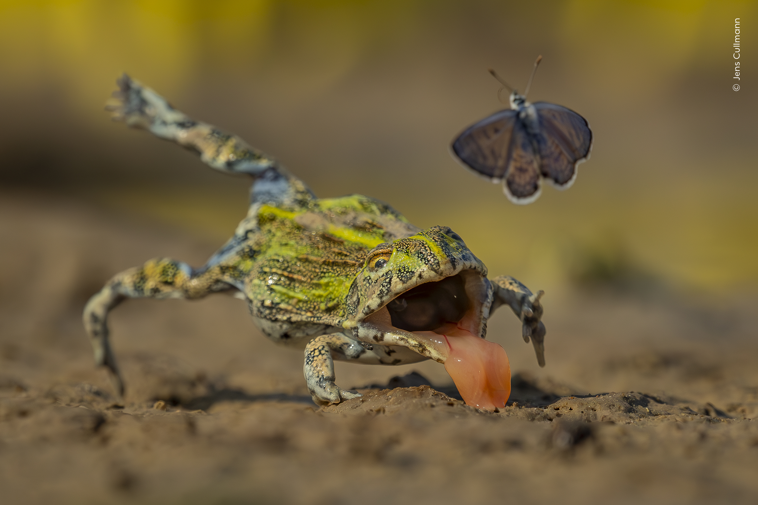 Mención especial, Comportamiento: Anfibios y reptiles:

Jens Cullmann (Alemania) se pone a la altura de los ojos de una rana toro africana mientras esta se lanza a por una mariposa babul africana… y falla.