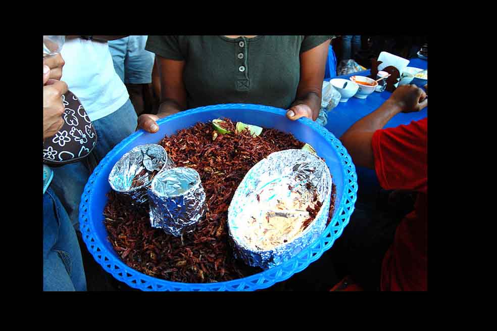 Seis razones para comer insectos