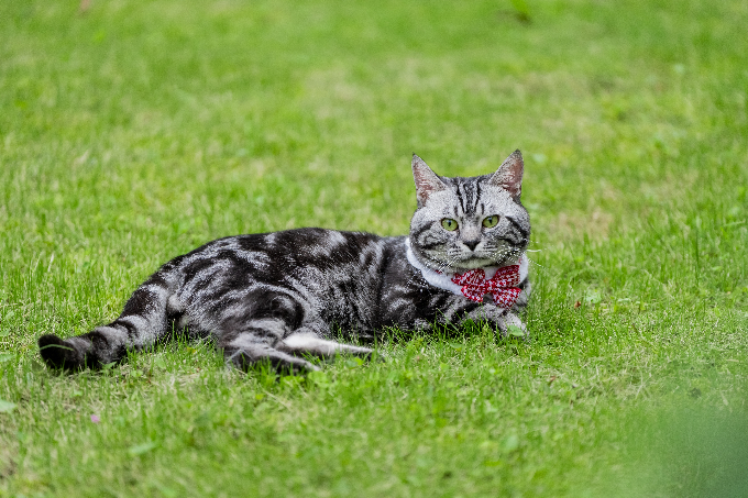 Un gato american shorthair.