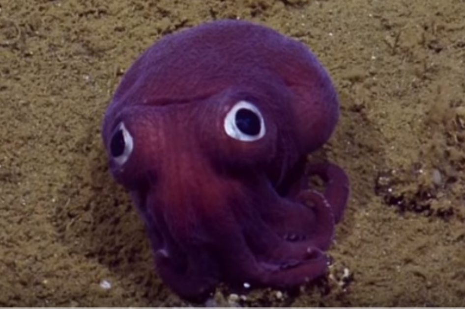 Investigadores encuentran tierno calamar con ojos saltones en las costas de California