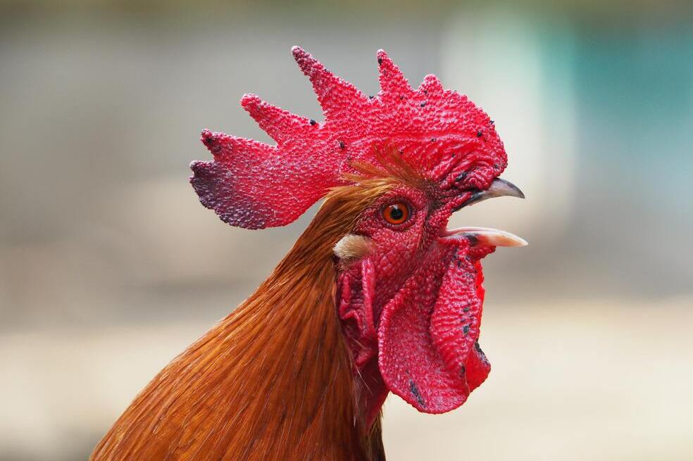 Apareamiento de gallos domésticos y salvajes podría afectar a la especie silvestre