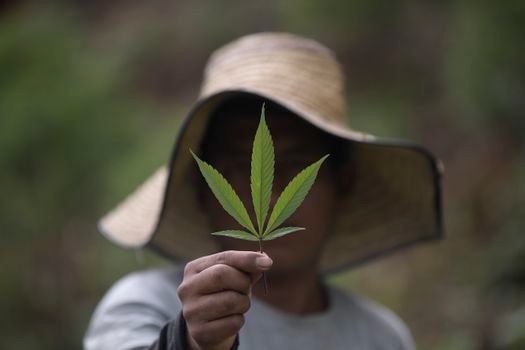 ¿Cómo va la industria del cannabis en Colombia?