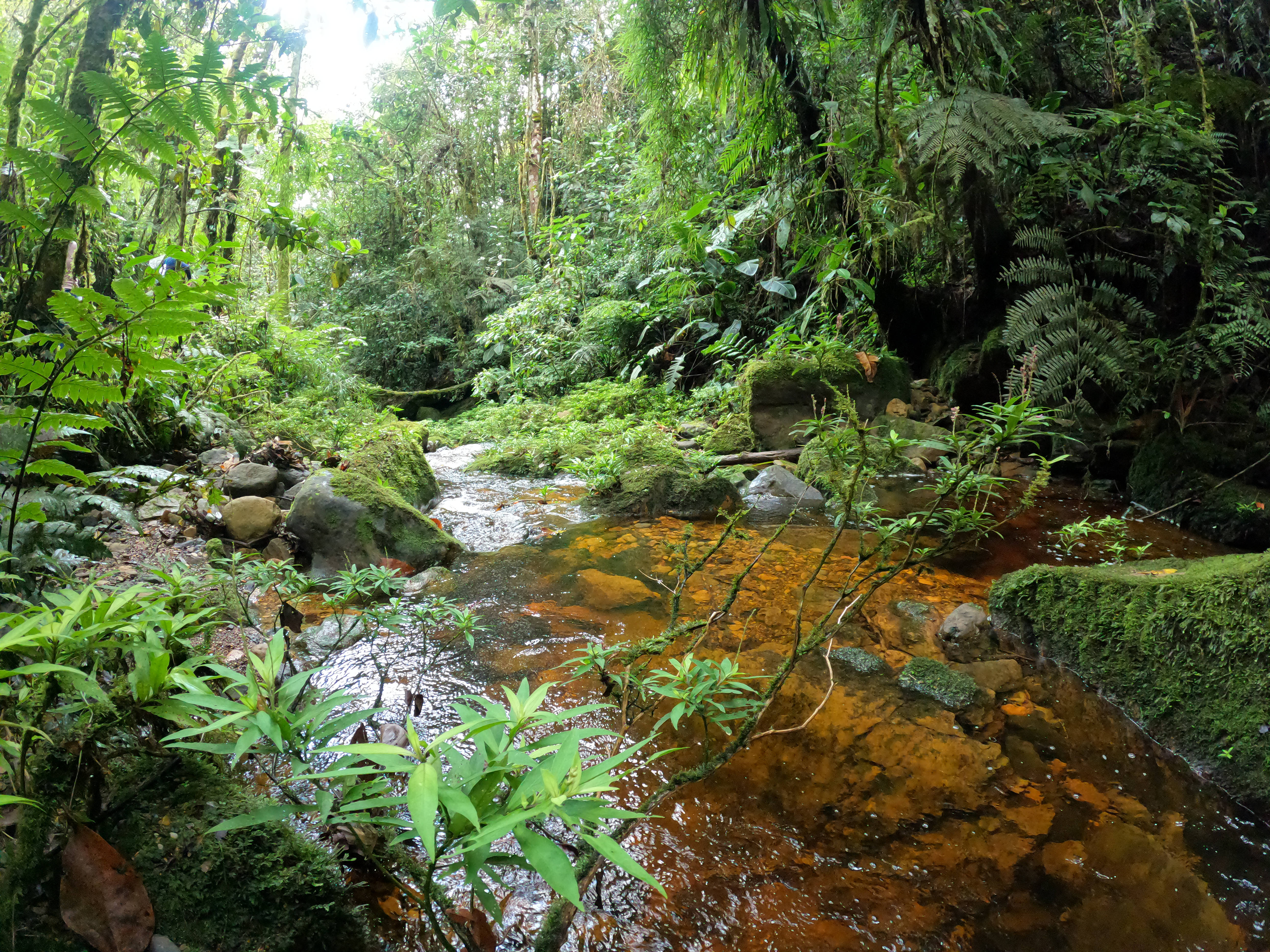 Reservas naturales: donde la vida se restaura y se conserva