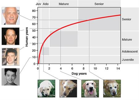 Esta es la tabla que propusieron los investigadores para calcular, en años humanos, la edad de un perro.