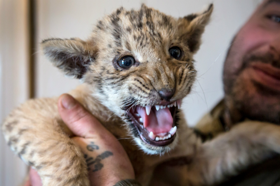 Tsar, el ligre cría entre una tigresa y un león que nació en el zoológico de Rusia