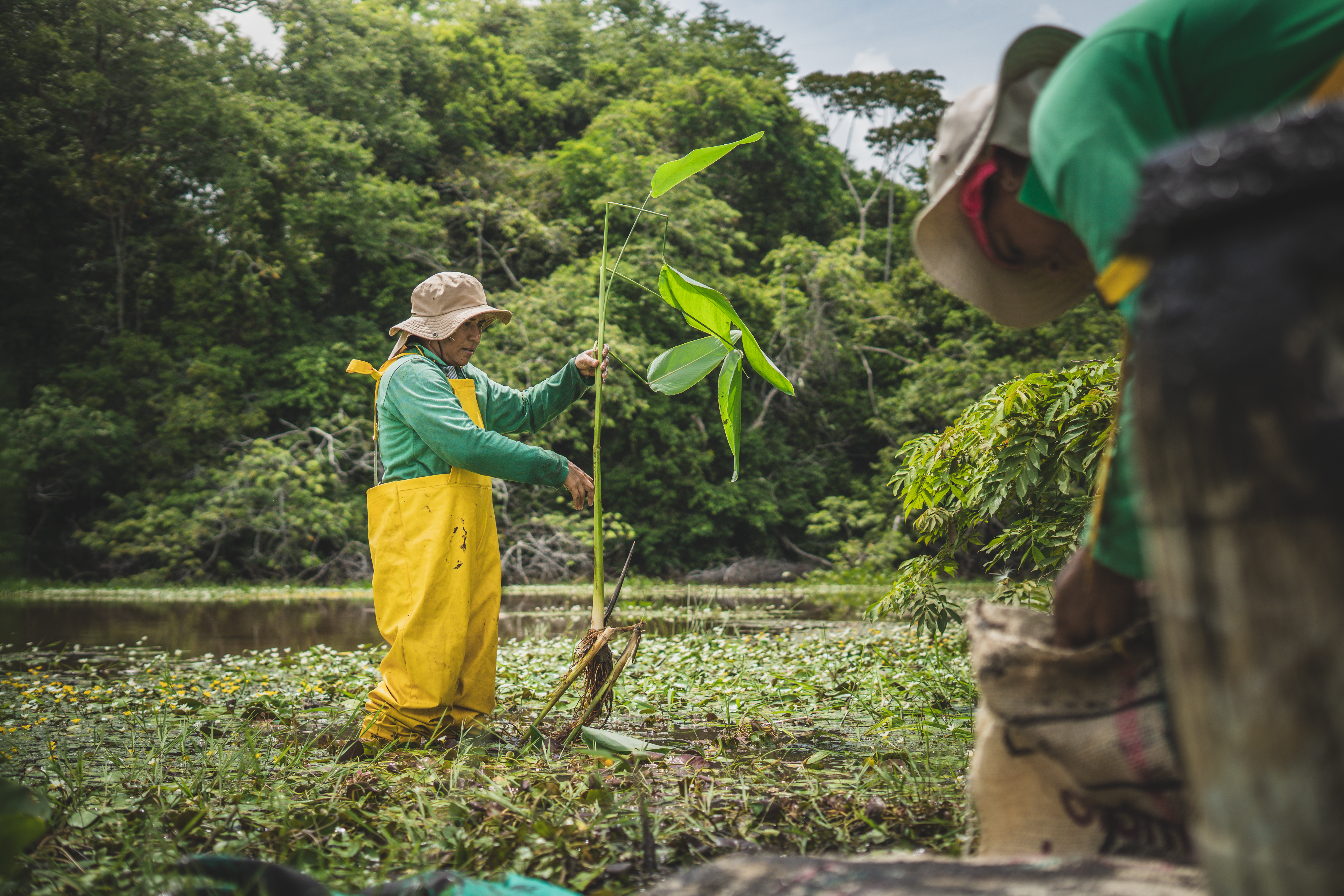 Mujeres mojaneras lideran la rehabilitación ecológica de los ecosistemas acuáticos.