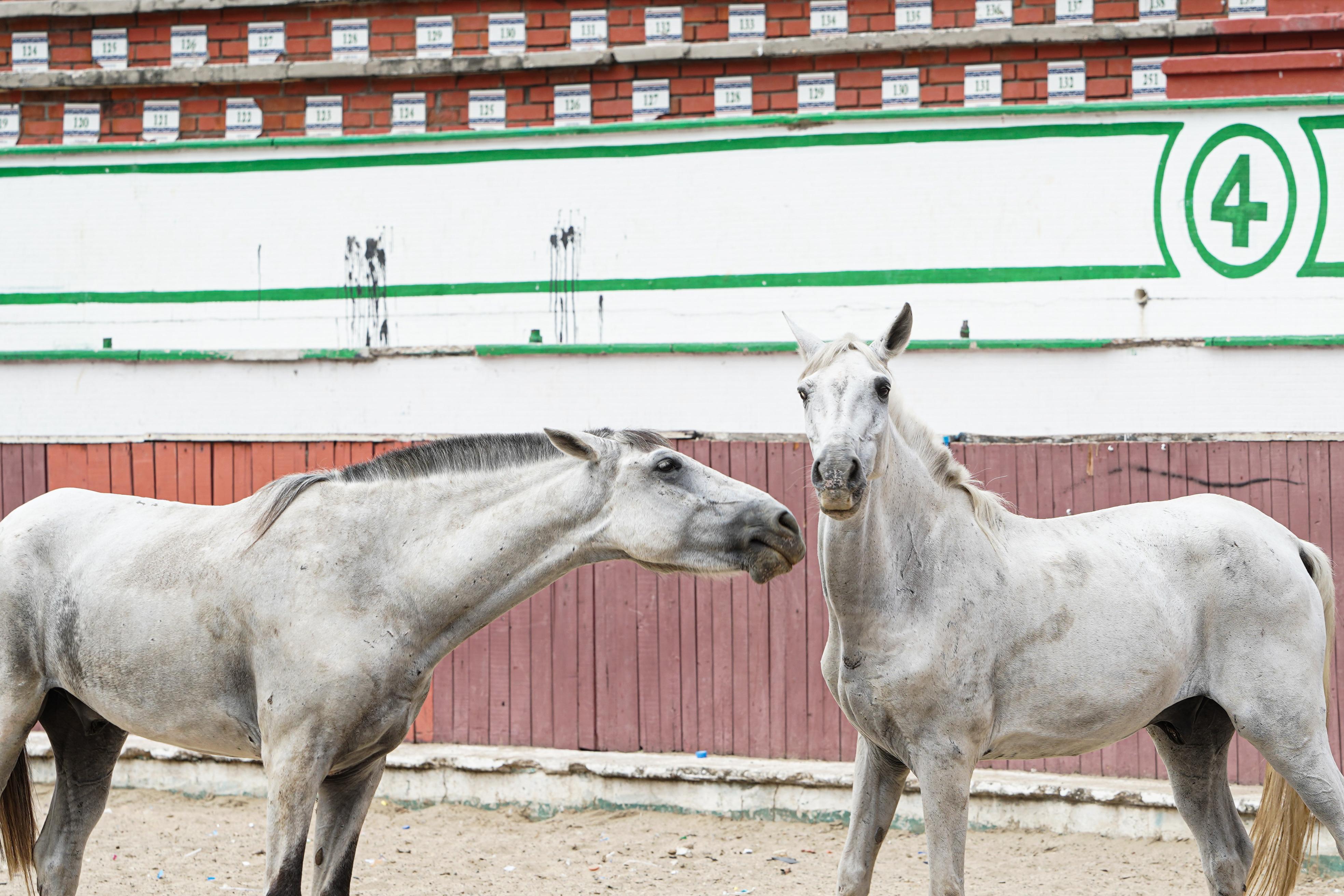 Libres y en retiro: así es la nueva vida de los caballos cocheros de Cartagena