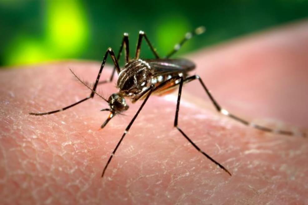 Confirman que el Zika puede generar alteraciones de audición y lenguaje en niños colombianos