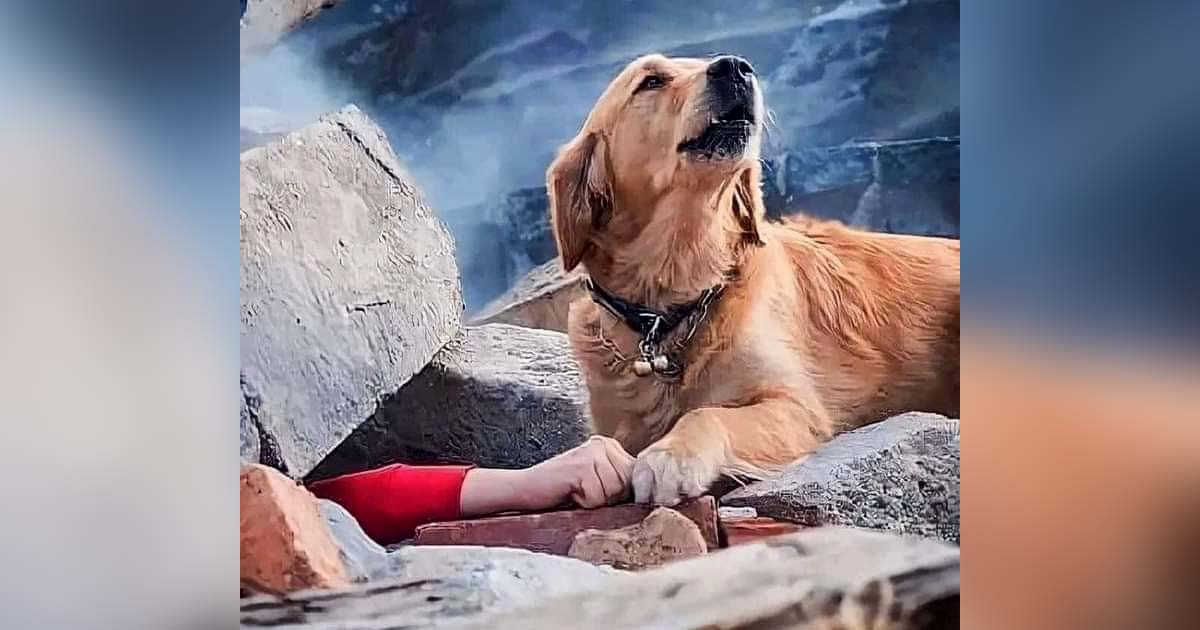 Falso: foto viral del perro no fue tomada después del terremoto de Turquía-Siria