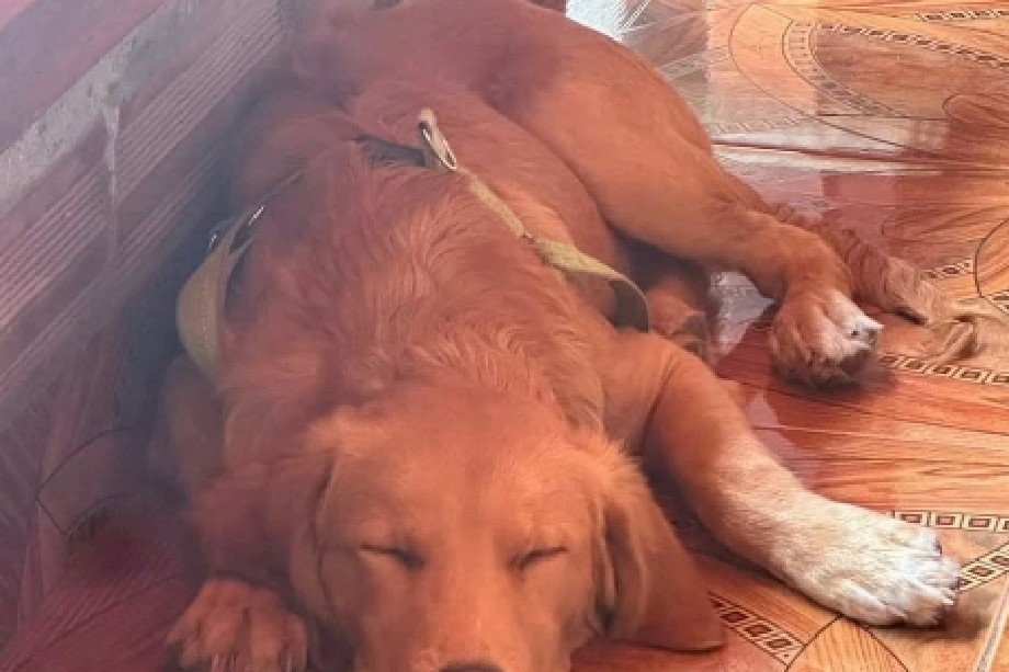 Cachorro fue puesto en adopción luego de que sus dueños perdieran su hogar en el terremoto