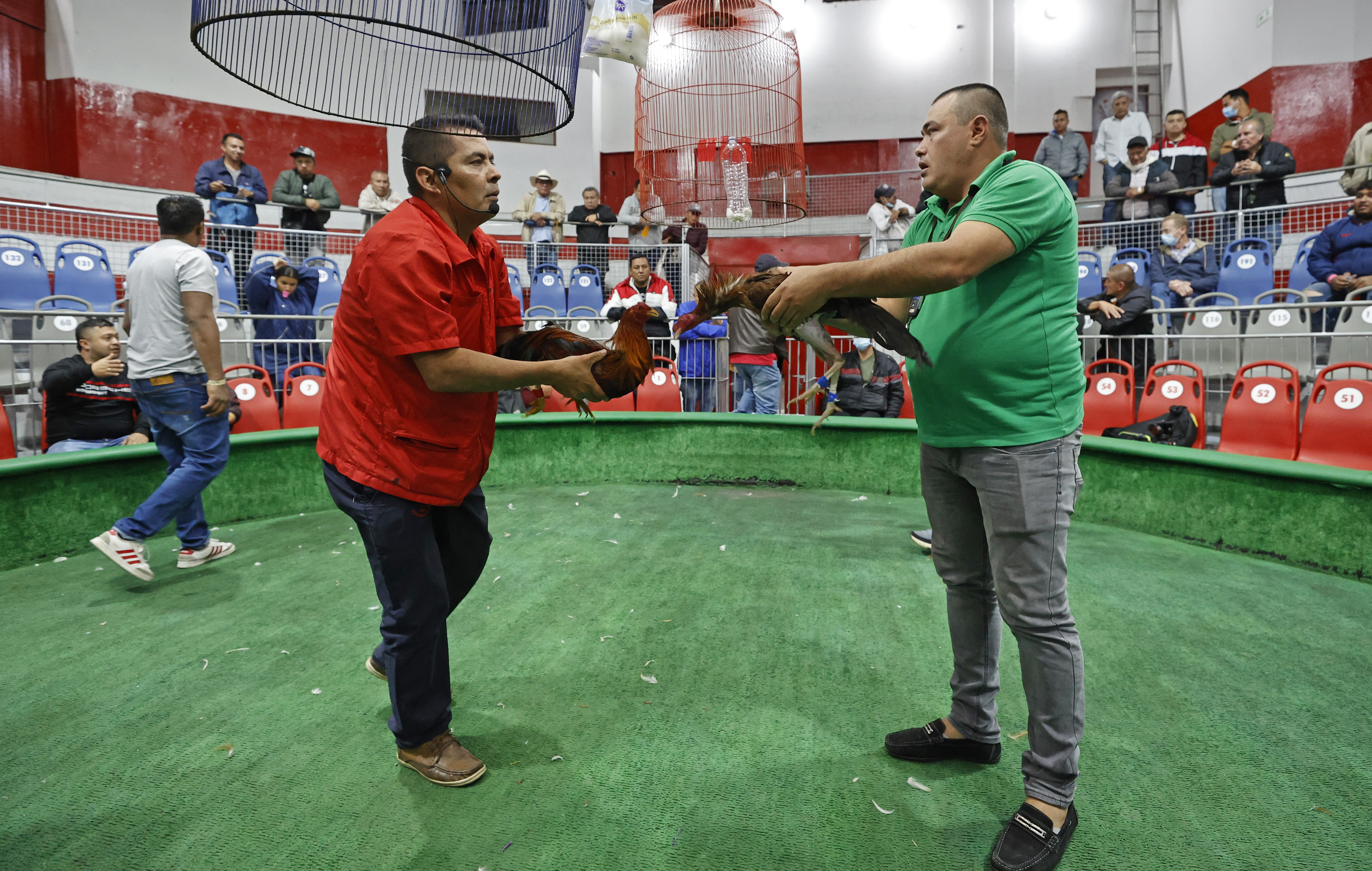 ACOMPAÑA CRÓNICA: COLOMBIA ANIMALES. BOG300. BOGOTÁ (COLOMBIA), 02/11/2022.- Dos hombres sostienen unos gallos, el 21 de octubre de 2022, en Bogotá (Colombia). En la pizarra de la entrada, con una caligrafía casi perfecta, los dueños de la gallera van anotando los rivales de la noche: los gallos no tienen nombre, no es relevante, pero sí lo es el peso y el tamaño para enfrentarlos en "condiciones justas" en un espectáculo que ha quedado atrapado en el tiempo en Colombia.EFE/ Mauricio Dueñas Castañeda