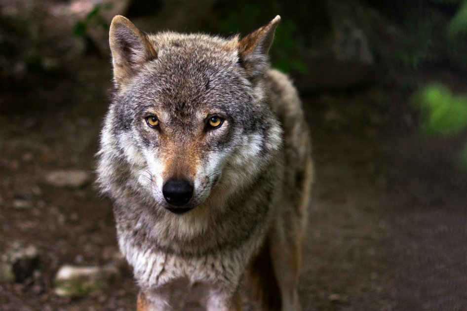 Polémica en Noruega porque el gobierno autorizó el sacrificio de 47 lobos
