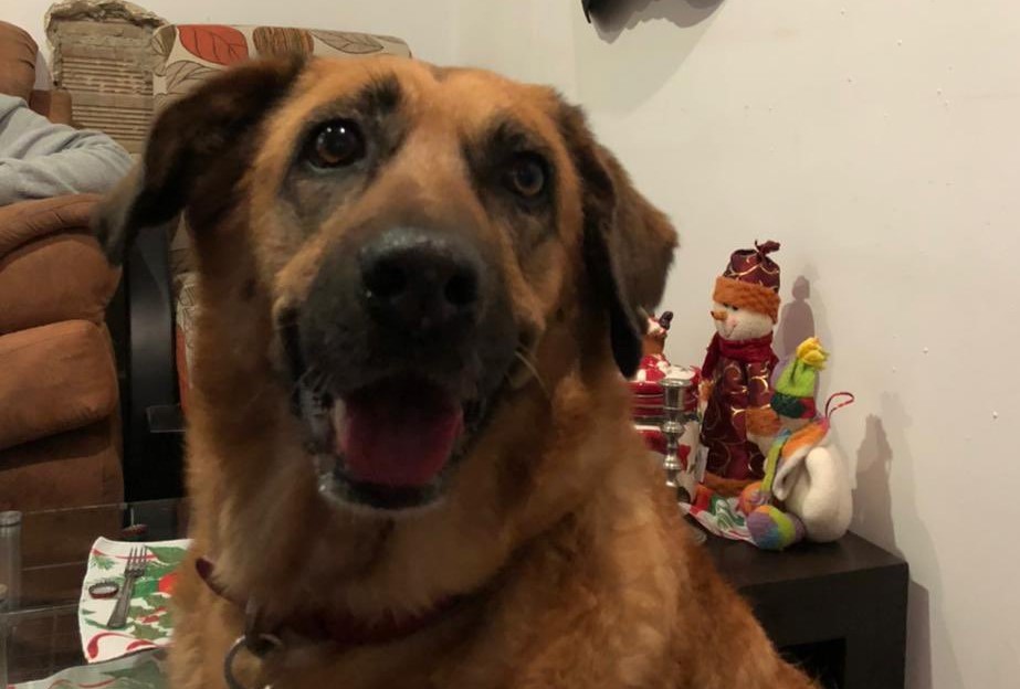 ¿Ha visto a Kaina? En Bogotá buscan a perro que se extravió a causa de la pólvora