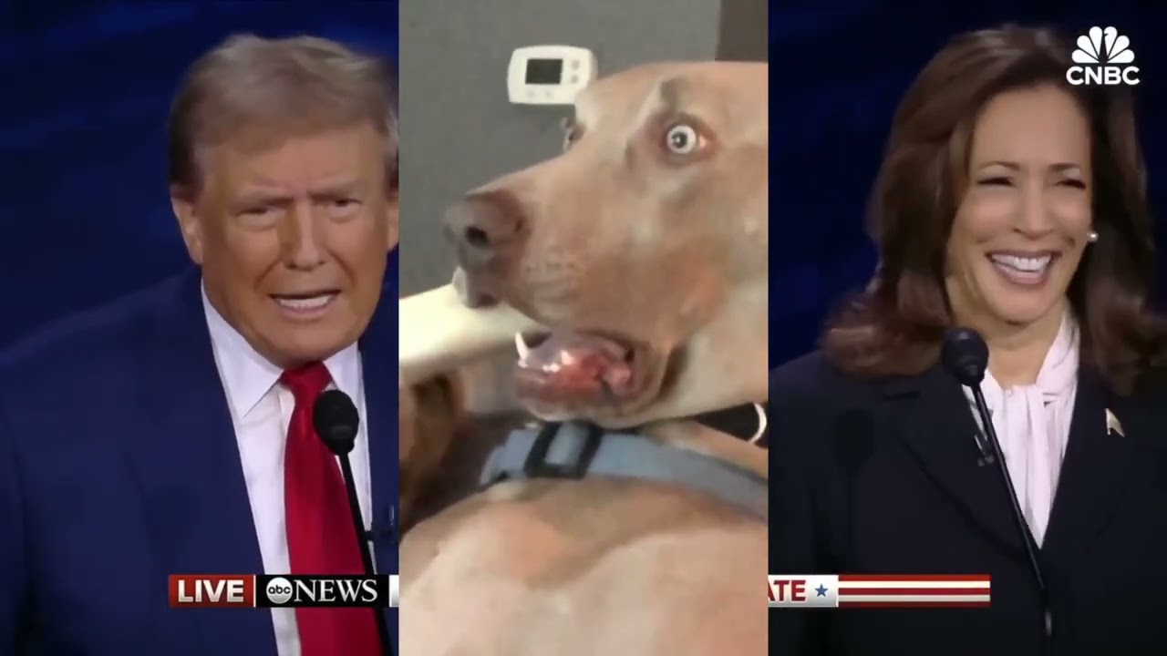 Que coman pasteles, perros y gatos