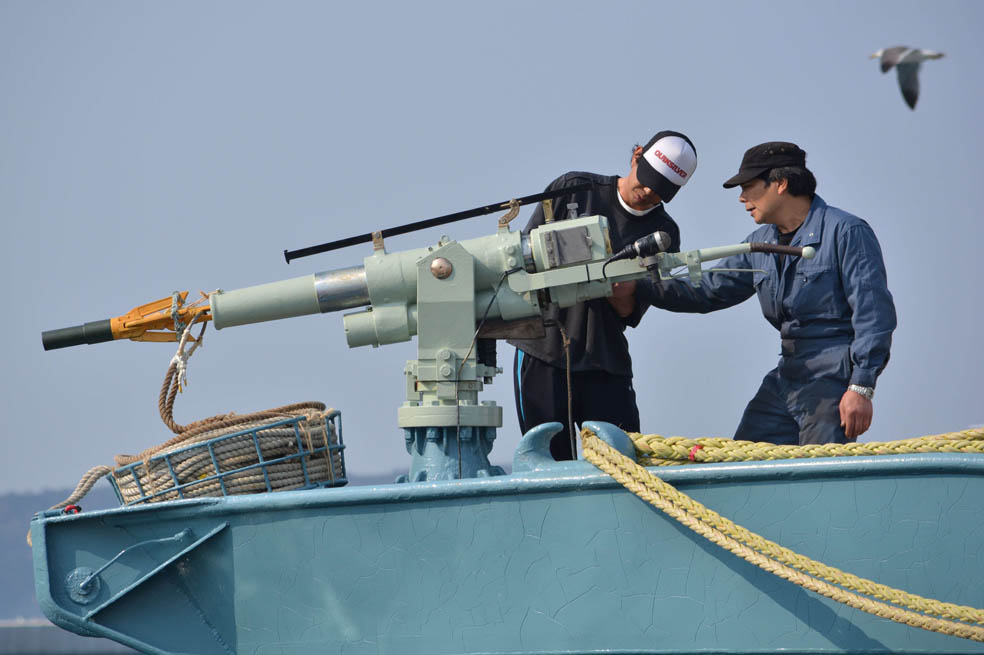 Japón contra las ballenas, de nuevo