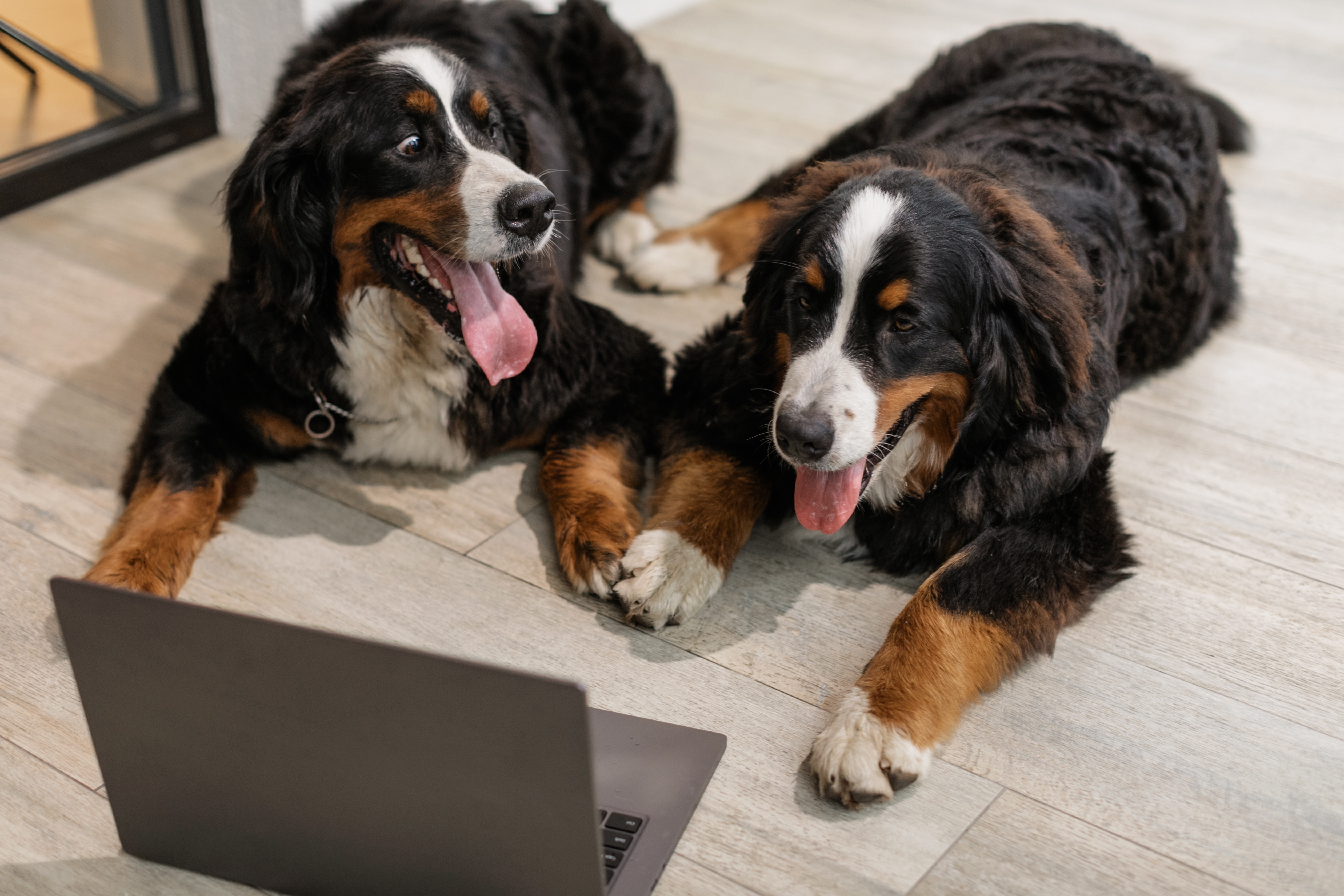 ¿Cuáles son los perros más grandes del mundo?