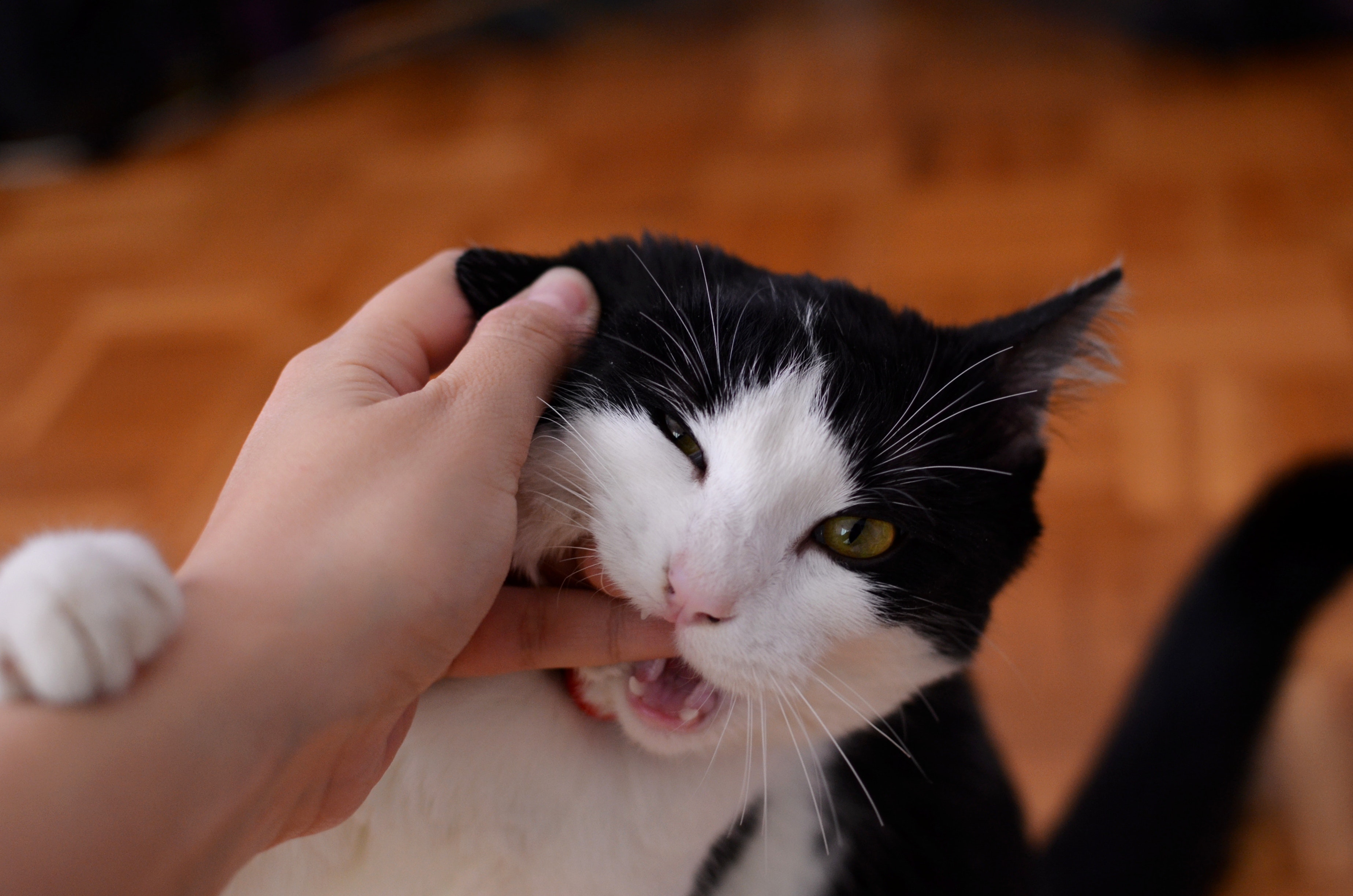 ¿Por qué mi gato me muerde?