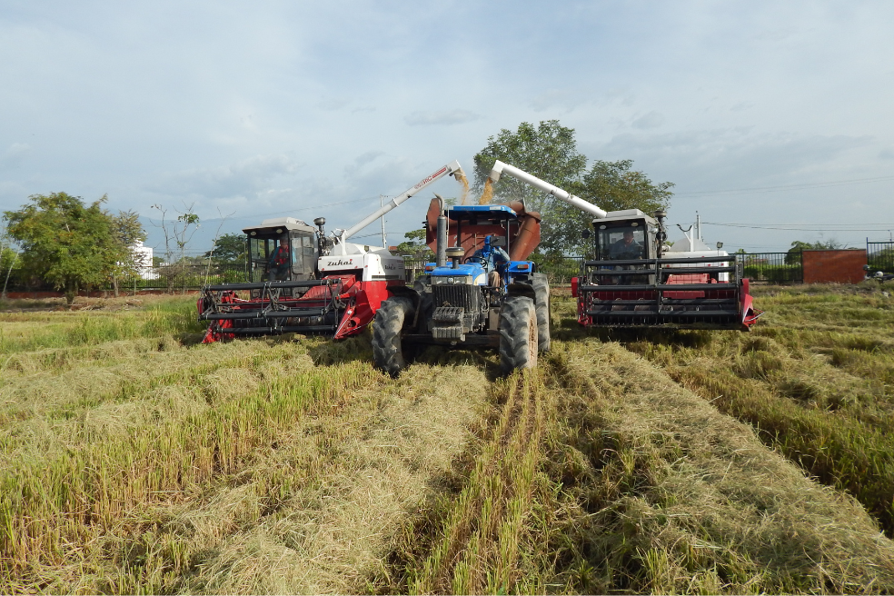 Según la Encuesta Nacional Agropecuaria, del total de hectáreas destinadas a la producción agrícola en el Huila, 179.577 están dedicadas a actividades pecuarias; 967.788 son vegetación y 62.818 corresponden a bosques.