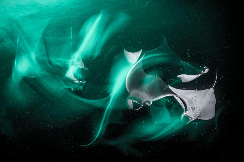 Fotógrafo de Bellas Artes del Año: El ganador fue Spiers de Henley por una imagen de las rayas diablo de Munk.