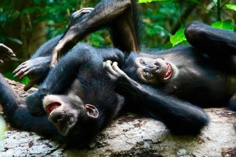 (Video) Los chimpancés adultos, al igual que los humanos, también juegan entre sí