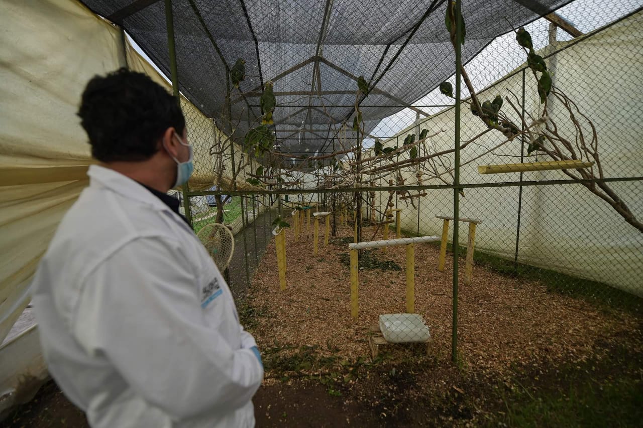 El 80 % han sido trasladados por la Secretaría de Ambiente o por la Policía Ambiental, tras operativos contra el tráfico ilegal, pero también ante llamados de emergencias por la presencia de animales heridos en parques, humedales o bosques cercanos, o porque encuentran especies silvestres que han sido domesticadas.