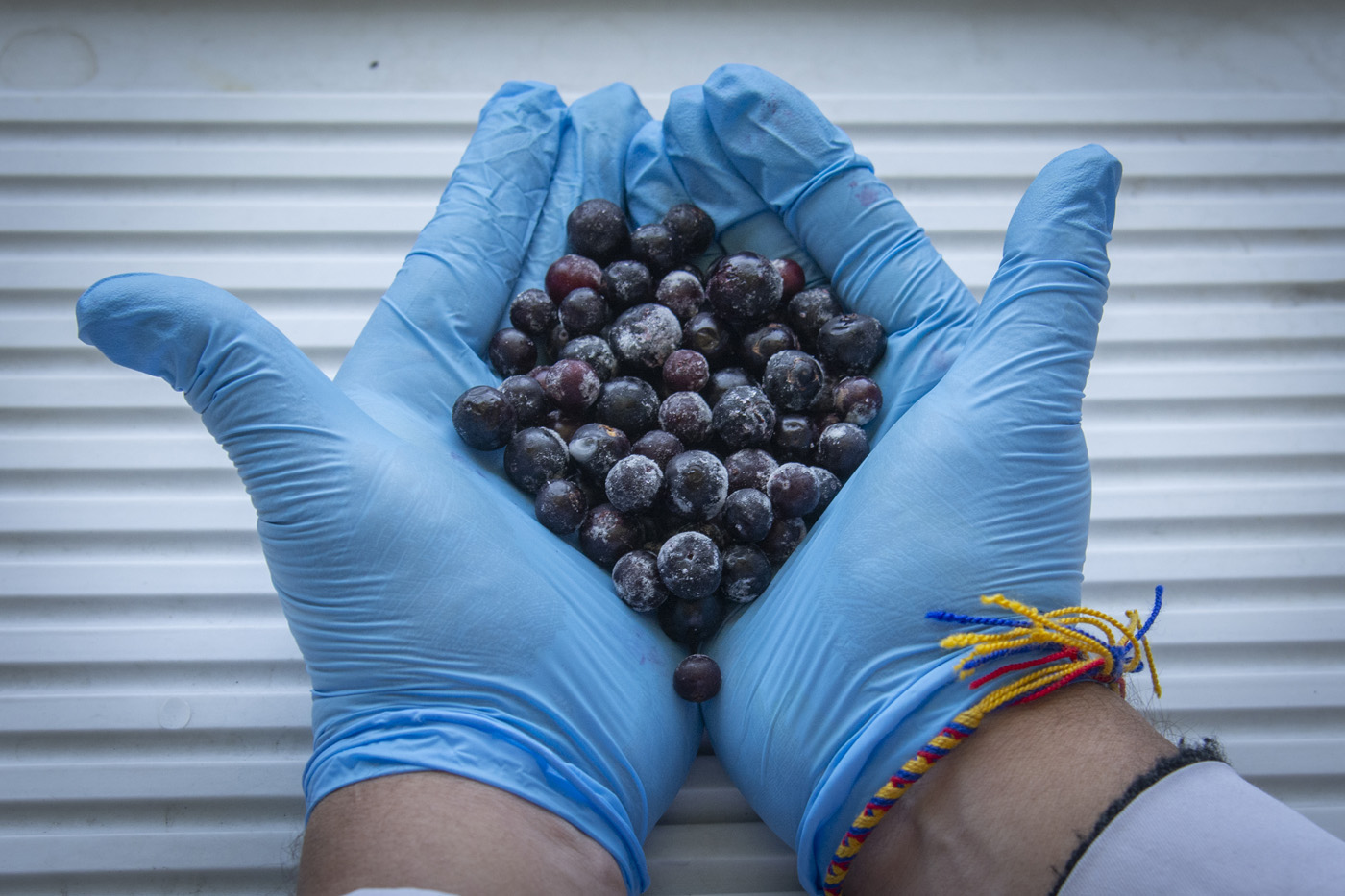 El agraz: la pequeña baya ancestral esencial para mejorar tu salud y nutrición
