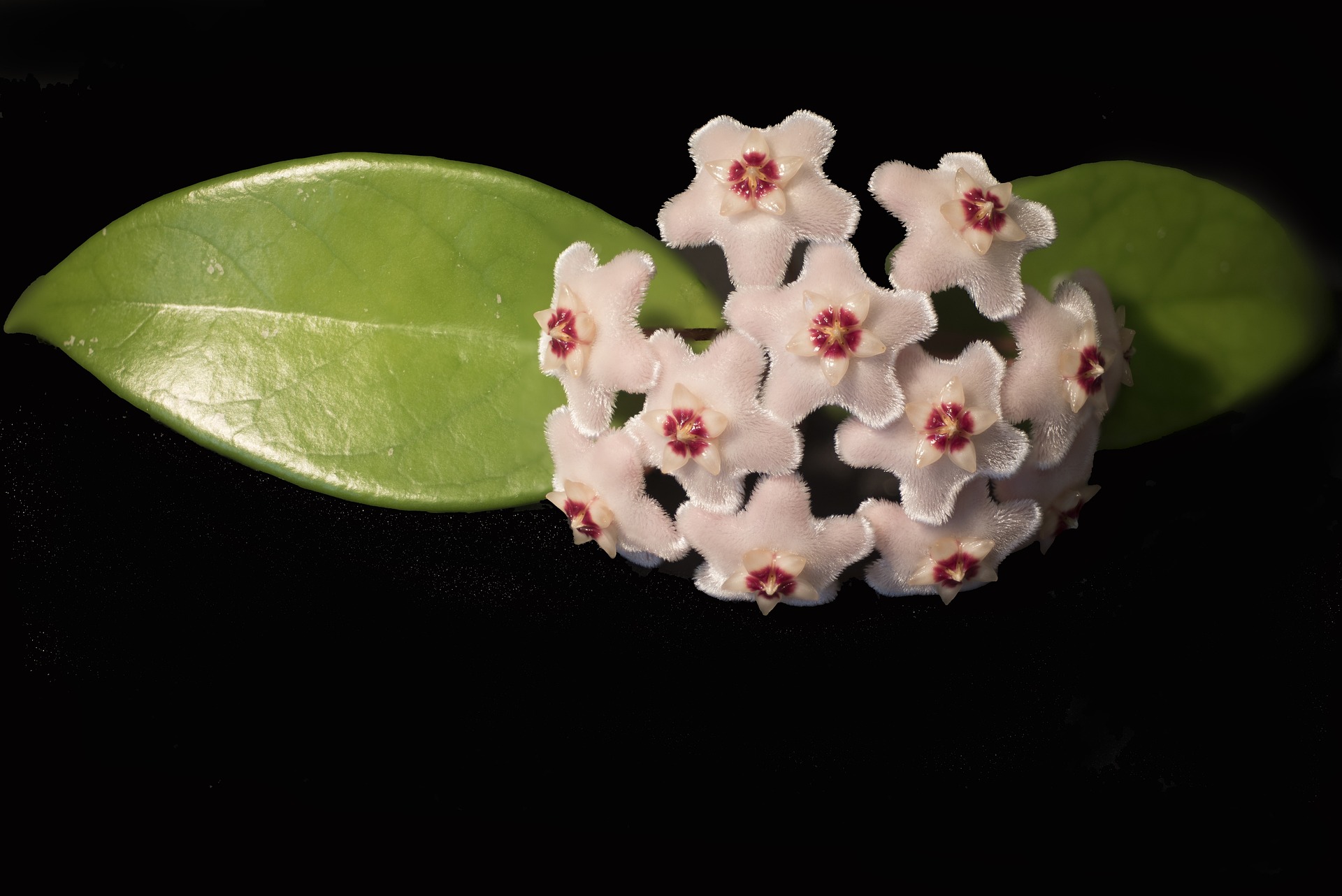 Una fotografía sobre fondo negro que muestra, en primer plano, las flores de llamada planta de cera, que son blancas con visos rojos en el centro.