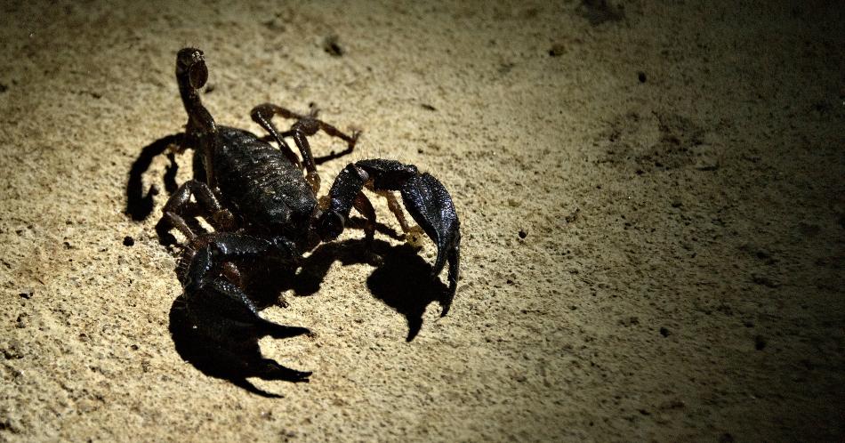 Descubren rara especie de escorpión en Colombia: es única en Suramérica