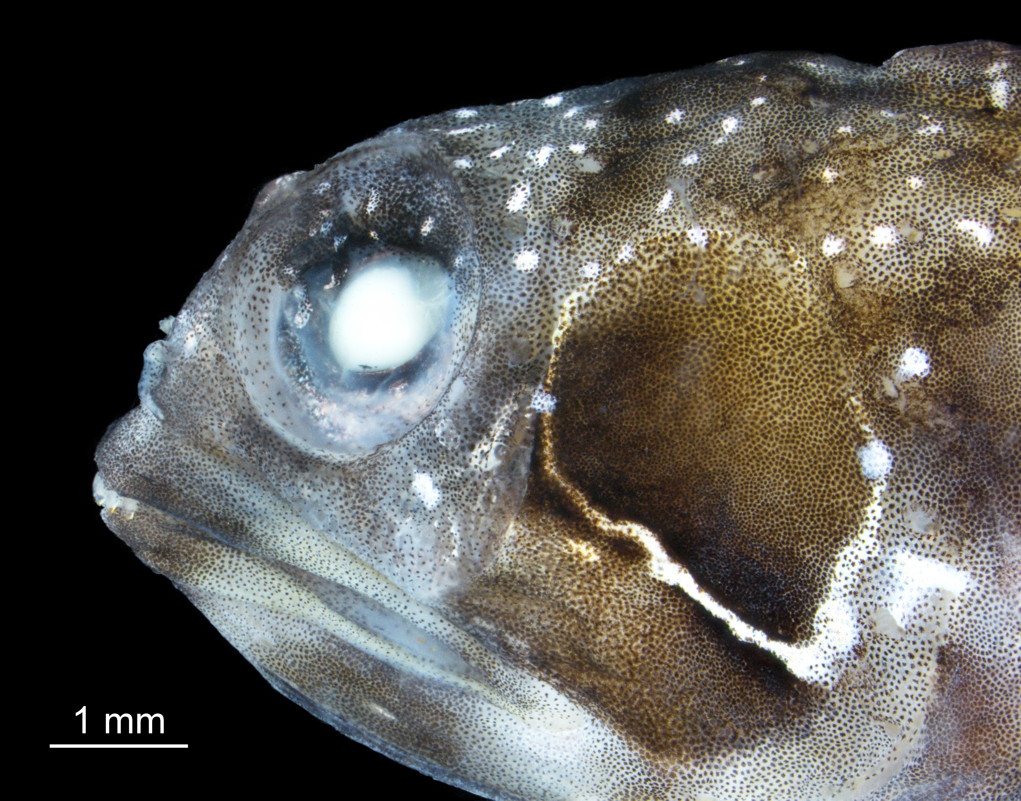 Los trambollos tubícolas (Chaenopsidae) son una familia de peces que se distribuyen por los mares tropicales de Norteamérica y Sudamérica/ ©Laboratorio Imágenes Postgrado en Ciencias Biología Univalle.