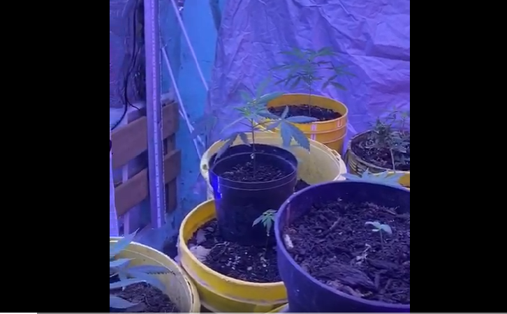 Policía encontró cultivo de marihuana en una vivienda del centro de Bogotá