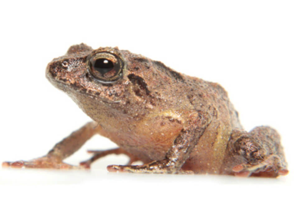 Descubren dos nuevos tipos de ranas
