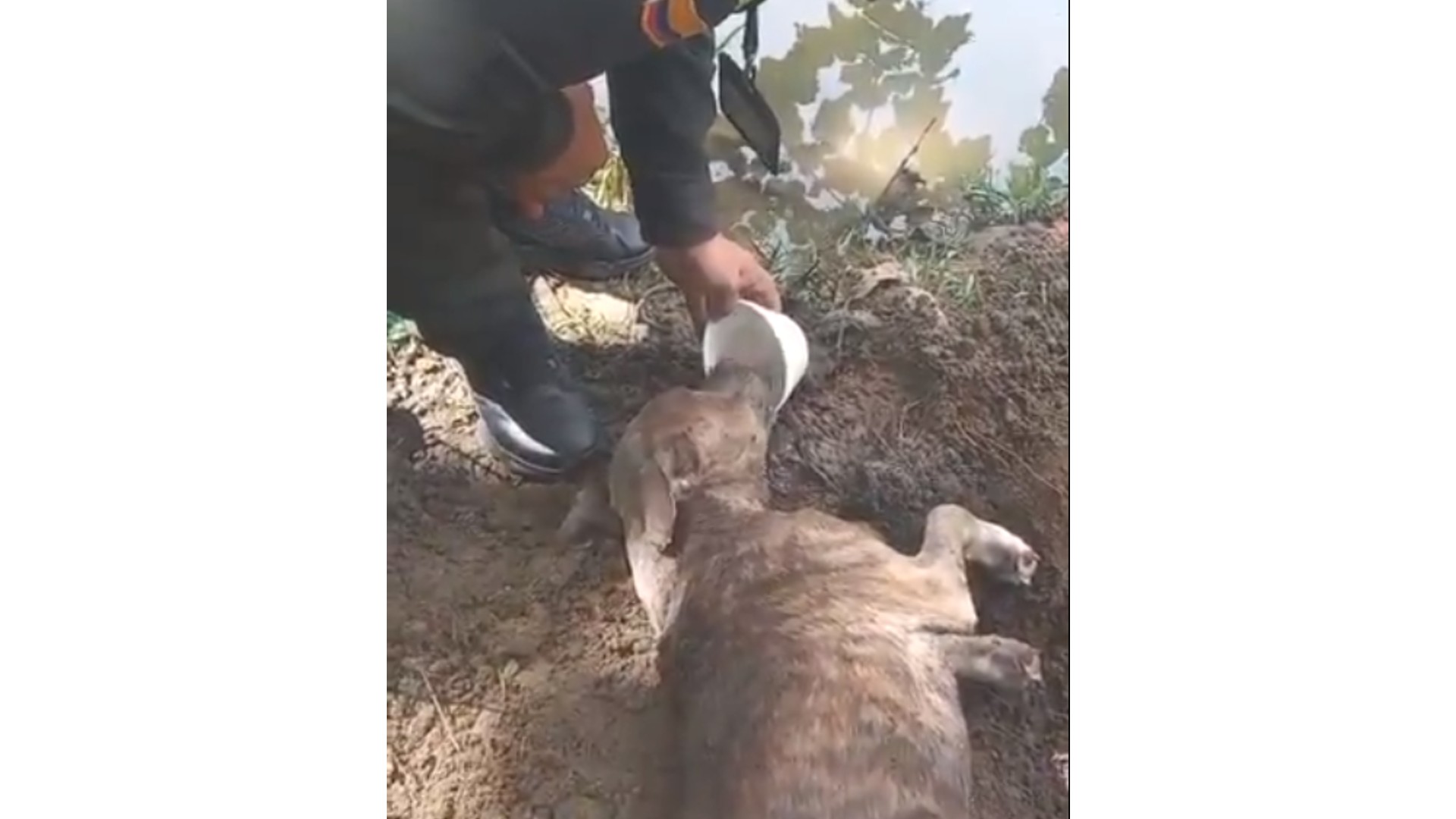 (Video) No paran los casos de maltrato animal: perrito fue enterrado vivo en Neiva