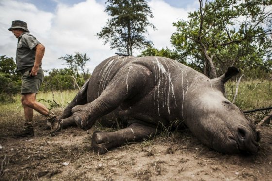 Diariamente son asesinados tres rinocerontes en el mundo por arrebatarles sus cuernos