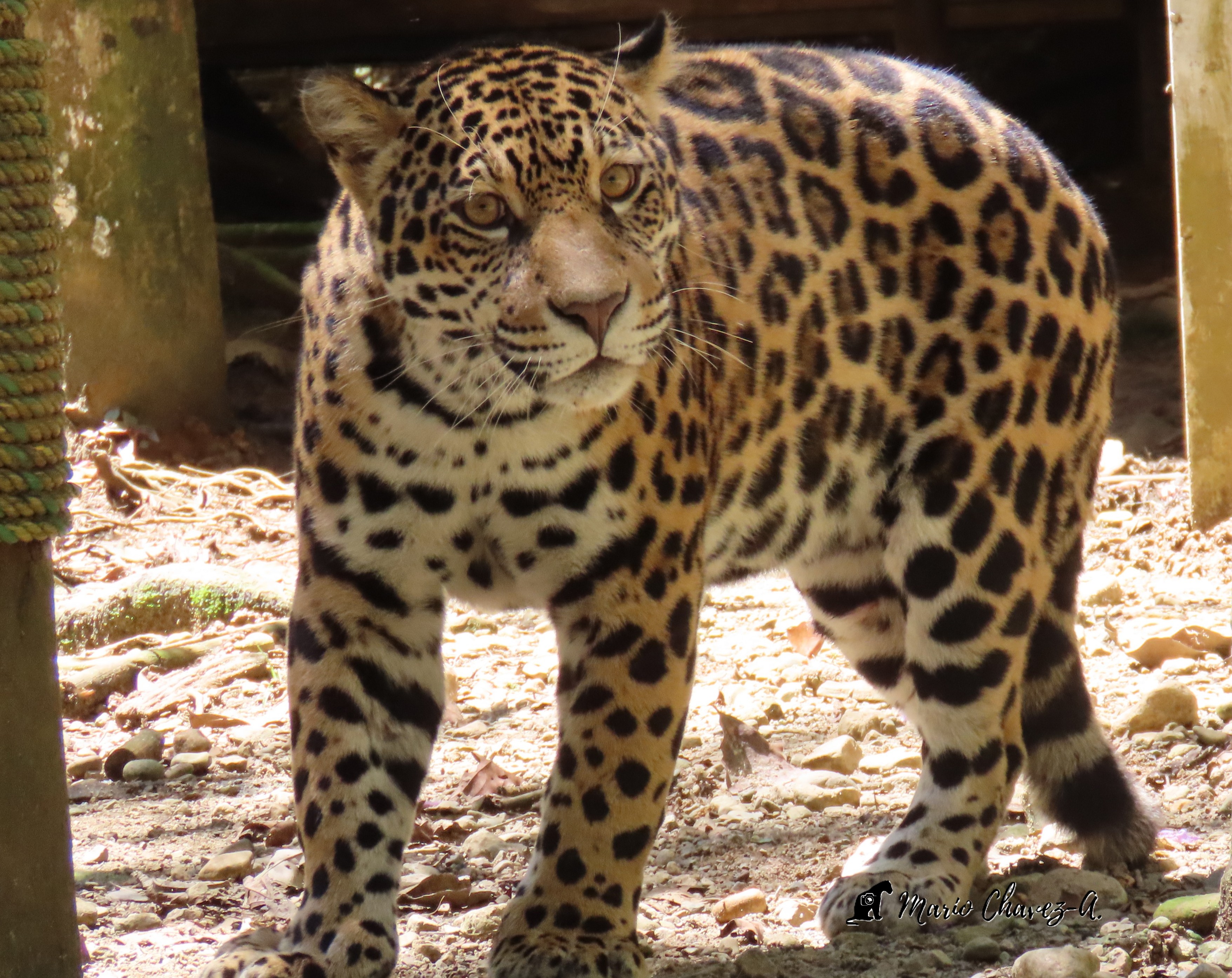 Proteger al jaguar para proteger la vida
