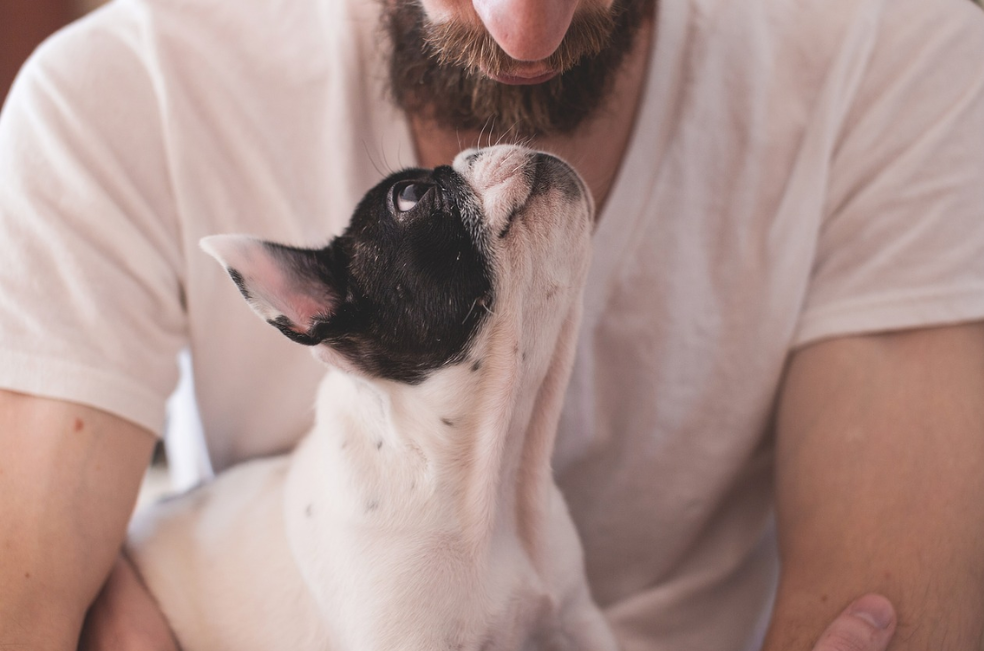 ¿Cómo saber si un perro tiene dependencia a su dueño?