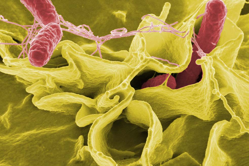 La salmonella es catalogada como una de las bacterias más peligrosas. / Wikipedia