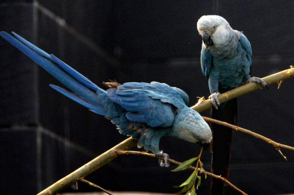 Llegan a Brasil guacamayas azules para evitar extinción de la especie