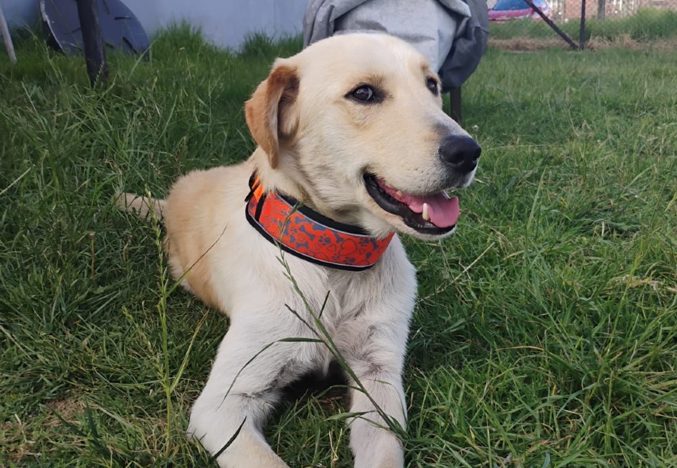 Polo, el perro que vivía en las calles de Cajicá está listo para una nueva familia