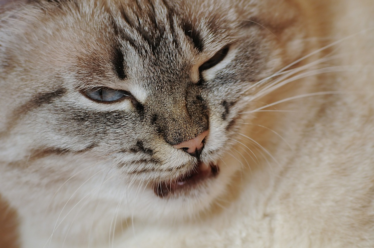 ¿Qué tipo de personas no les gusta a los gatos?