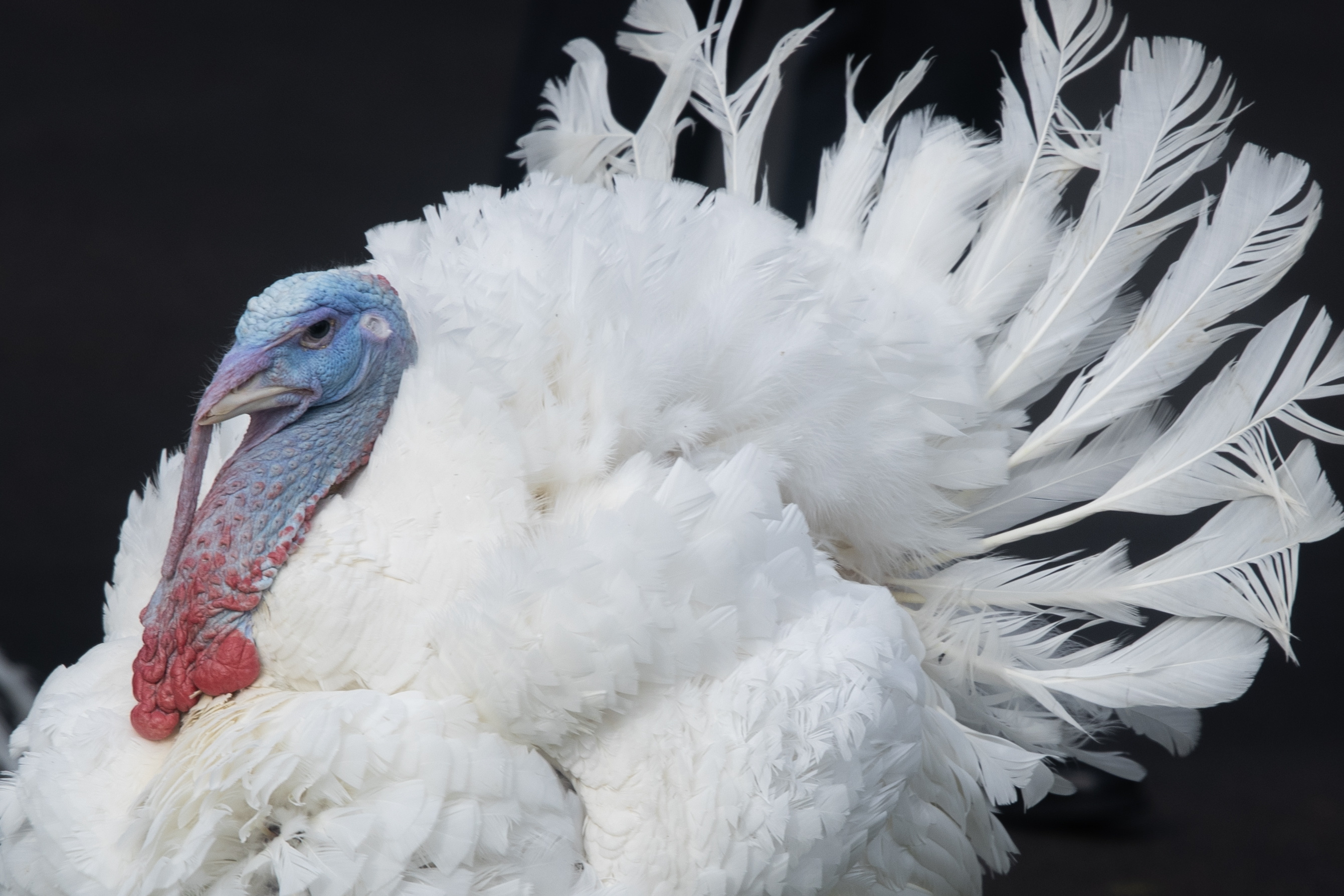 -FOTODELDÍA- Washington, 20/11/2023.- Uno de los dos pavos indultados camina antes del 76 aniversario de la ceremonia nacional de presentación del Pavo de Acción de Gracias en el Jardín Sur de la Casa Blanca en Washington, DC, EE.UU., el 20 de noviembre de 2023. El presidente Biden dedicó parte de su octogésimo primer cumpleaños, el 20 de noviembre, a perdonar a los pavos Liberty y Bell. La ceremonia de perdón es una tradición anual que se celebra antes del Día de Acción de Gracias. EFE/MICHAEL REYNOLDS
