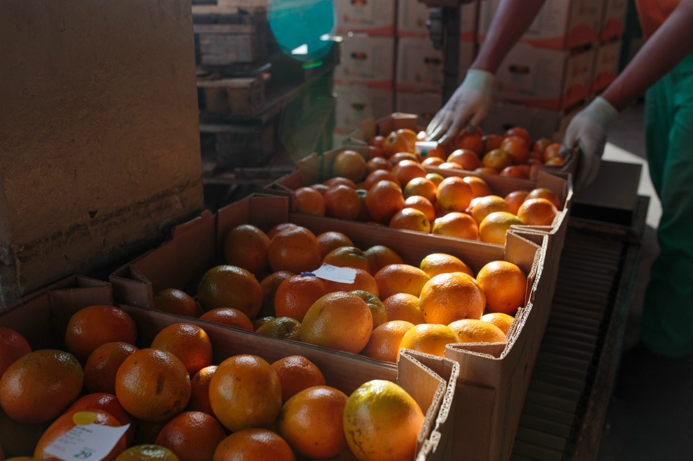El precio de las naranjas ha crecido 10,85 % en 2019.