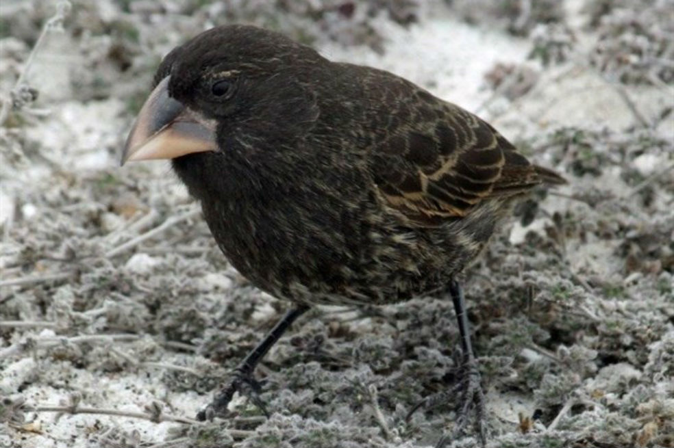 Dos generaciones pueden bastar para que surja una nueva especie