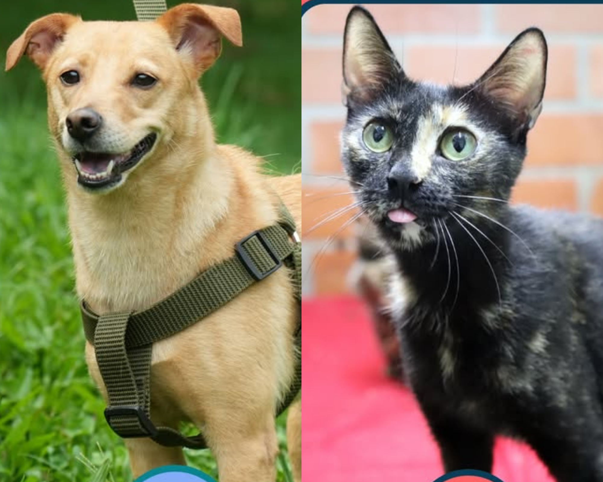 Perros y gatos rescatados jugarán el partido más importante de sus vidas: encontrar un hogar