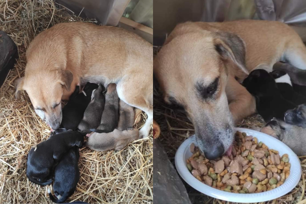 Foto: perrita dio a luz en pesebre durante Navidad y se volvió viral