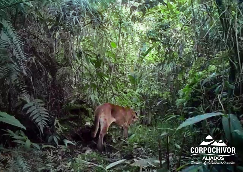 Video: Cámaras trampa registran paso de puma por zona rural de municipio de Boyacá